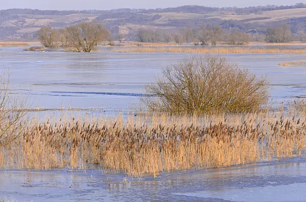 578013 - Prairie humide immergée et glacée, parc national de la vallée de la Basse-Oder, Allemagne