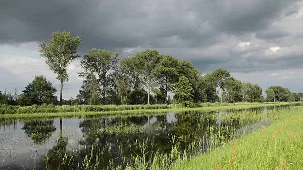 510097 - Prairie humide, réserve de biosphère de Spreewald, Allemagne