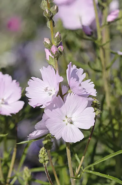 570059 - Prairie mallow (Sidalcea malviflora 'Elsie Heugh')