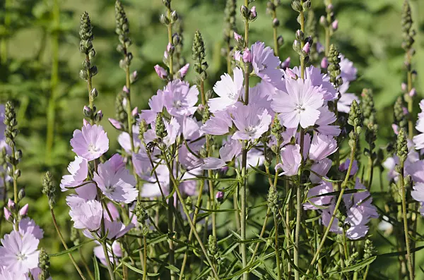 570060 - Prairie mallow (Sidalcea malviflora 'Elsie Heugh')