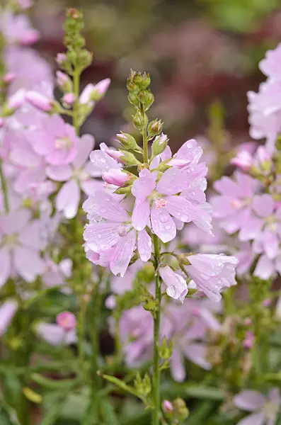 521462 - Prairie mallow (Sidalcea Rosaly)