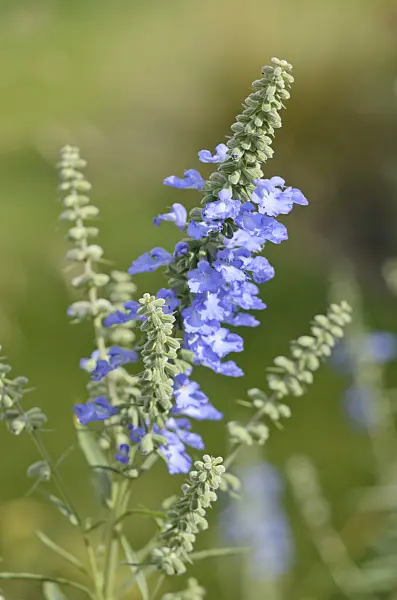 548141 - Prairie sage (Salvia azurea var. grandiflora)
