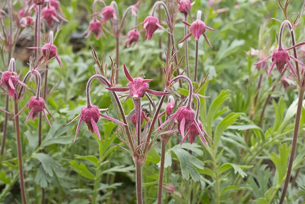 570047 - Prairie smoke (Geum trifolium)