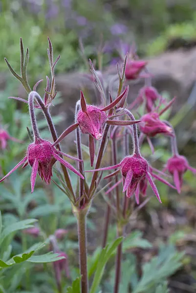 570050 - Prairie smoke (Geum trifolium)