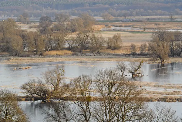 527040 - Prairies de polders inondées, parc national de la vallée de la Basse-Oder, Allemagne