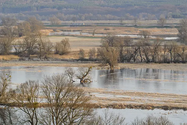 527041 - Prairies de polders inondées, parc national de la vallée de la Basse-Oder, Allemagne