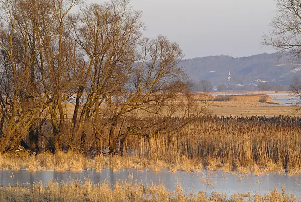 529011 - Prairies de polders inondées, parc national de la vallée de la Basse-Oder, Allemagne