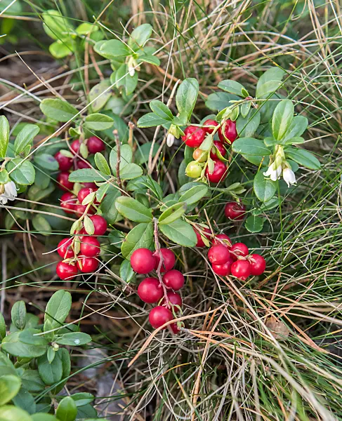 675379 - Preiselbeere (Vaccinium vitis-idaea)