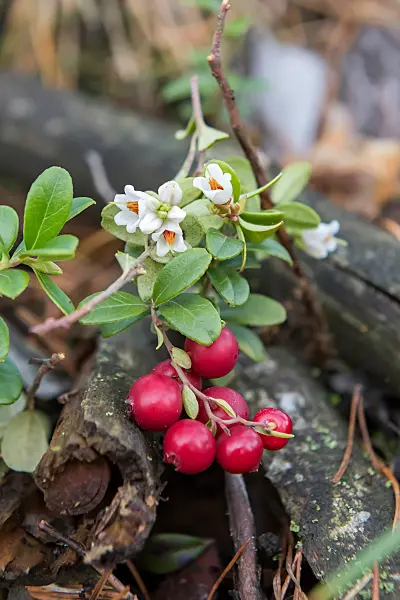 675380 - Preiselbeere (Vaccinium vitis-idaea)