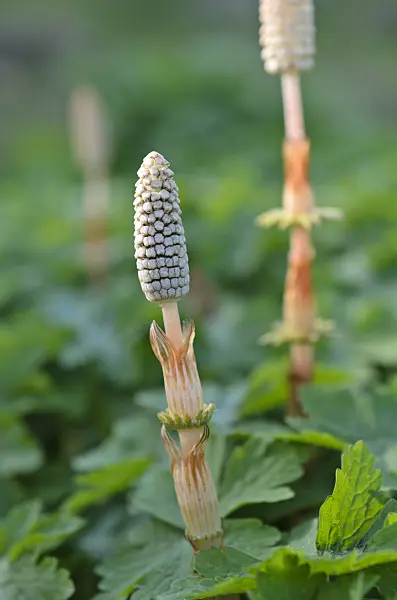507031 - Prêle des bois (Equisetum sylvaticum)
