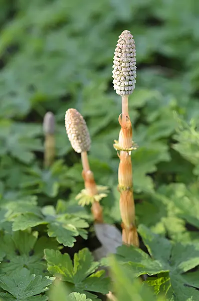 507032 - Prêle des bois (Equisetum sylvaticum)