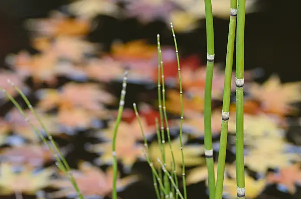 501260 - Prêle (Equisetum)