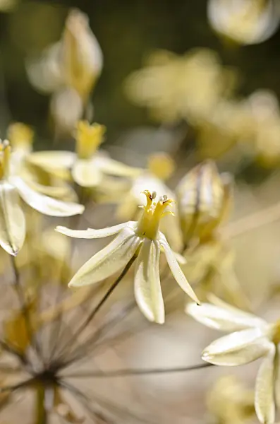 508429 - Prettyface (Triteleia ixioides subsp. scabra)
