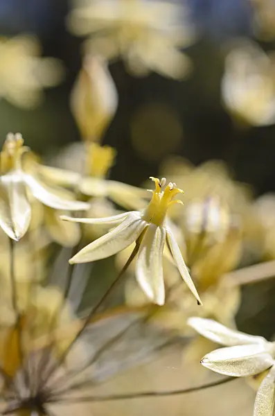508430 - Prettyface (Triteleia ixioides subsp. scabra)