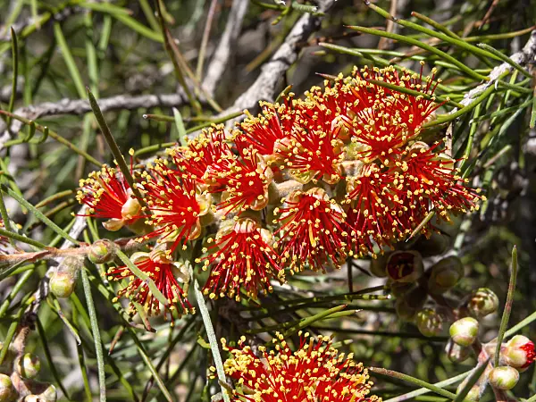 455311 - Prickly bottlebrush (Callistemon brachyandrus)