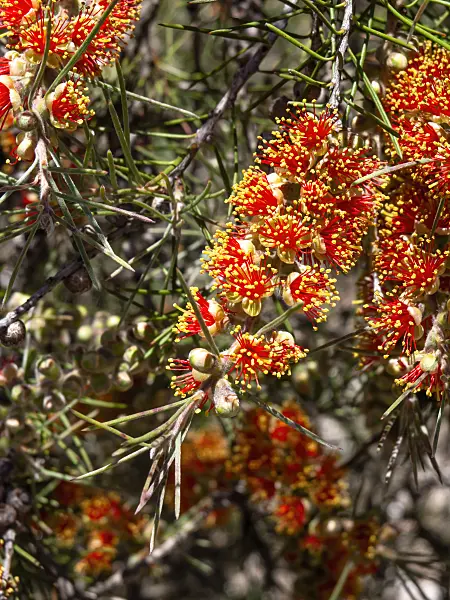 455312 - Prickly bottlebrush (Callistemon brachyandrus)