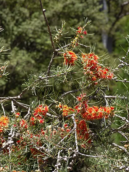 455313 - Prickly bottlebrush (Callistemon brachyandrus)