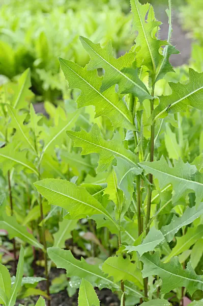 485059 - Prickly lettuce (Lactuca serriola)