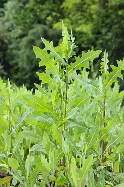 485060 - Prickly lettuce (Lactuca serriola)