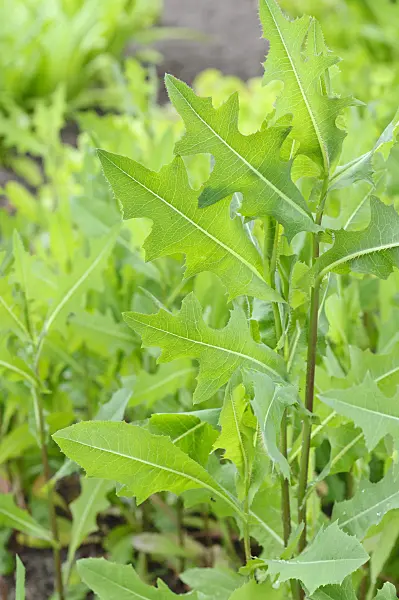 485061 - Prickly lettuce (Lactuca serriola)