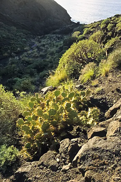 397086 - Prickly pear (Opuntia) and spurge (Euphorbia), Tamadaba Nature Reserve, Gran Canaria, Spain