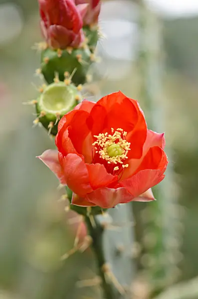 531098 - Prickly pear (Opuntia bergeriana syn. Opuntia elatior)