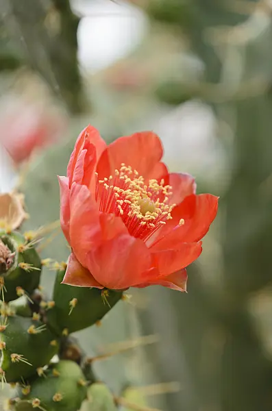 531099 - Prickly pear (Opuntia bergeriana syn. Opuntia elatior)