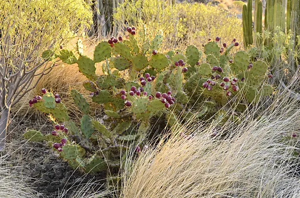 564218 - Prickly pear (Opuntia dillenii), Gran Canaria, Spain