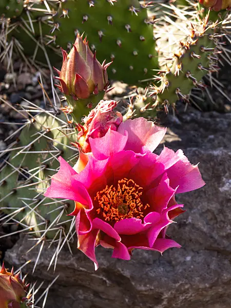 438284 - Prickly pear (Opuntia erinacea var. utahensis)