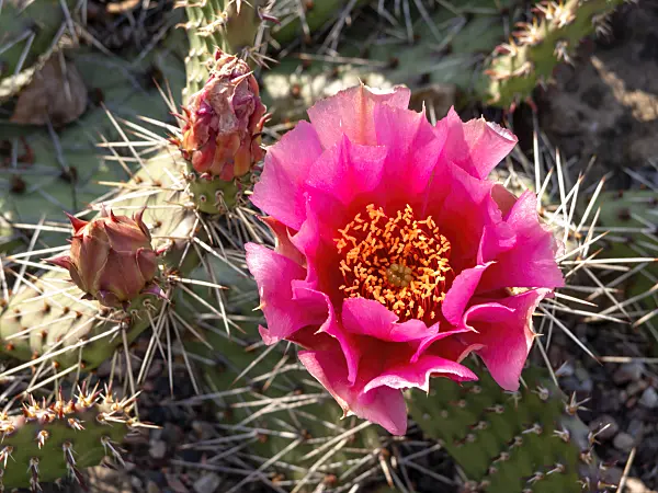 438285 - Prickly pear (Opuntia erinacea var. utahensis)