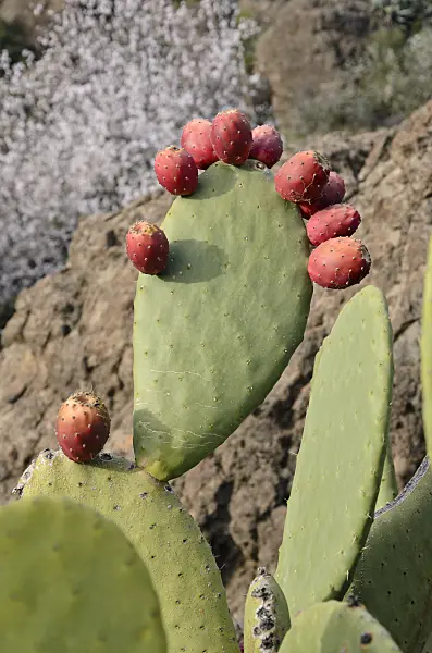564196 - Prickly pear (Opuntia ficus-indica)