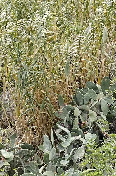 564192 - Prickly pear (Opuntia ficus-indica), Gran Canaria, Spain