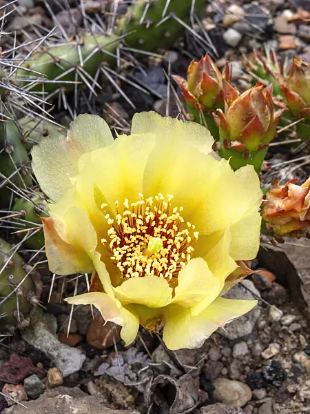 426302 - Prickly pear (Opuntia humifusa x fragilis 'Smithwick')