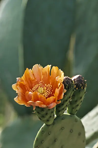 365051 - Prickly pear (Opuntia maxima)