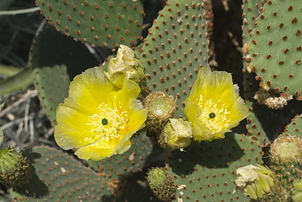 608087 - Prickly pear (Opuntia rufida)