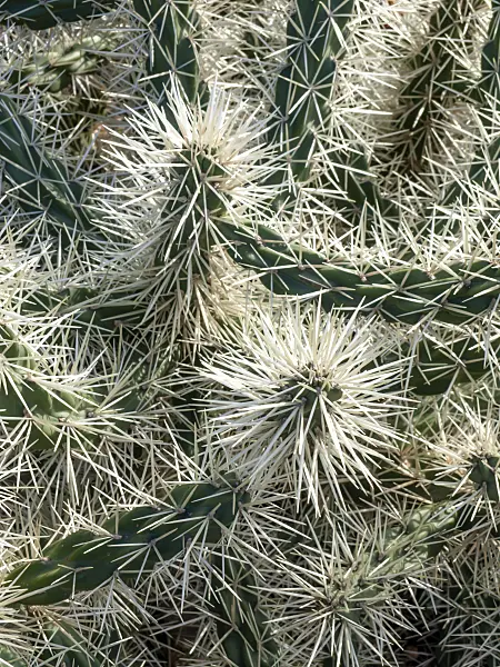 424098 - Prickly pear (Opuntia tunicata)