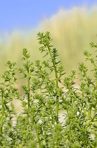 534316 - Prickly saltwort (Kali turgida syn. Salsola kali)