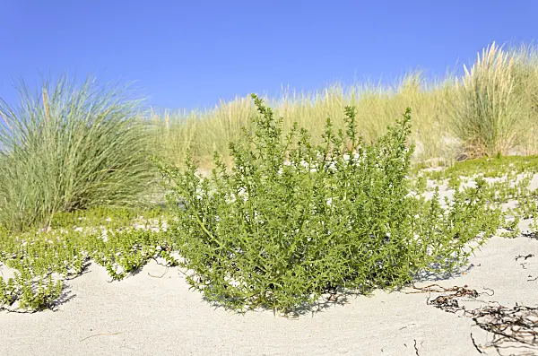 534317 - Prickly saltwort (Kali turgida syn. Salsola kali)