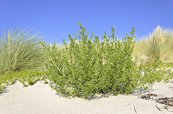 534318 - Prickly saltwort (Kali turgida syn. Salsola kali)