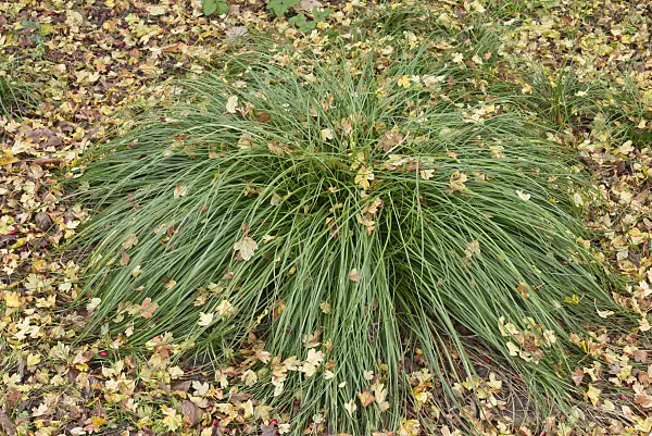 576003 - Prickly sedge (Carex muricata)