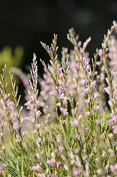 534166 - Prickly thrift (Acantholimon acerosum)