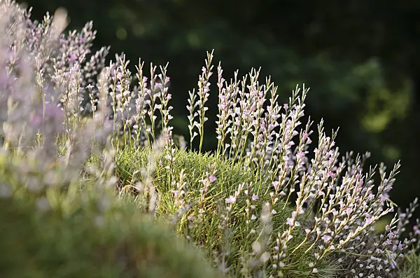 534167 - Prickly thrift (Acantholimon acerosum)