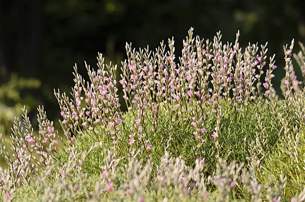 534170 - Prickly thrift (Acantholimon acerosum)