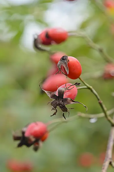 572032 - Prickly wild rose (Rosa acicularis)
