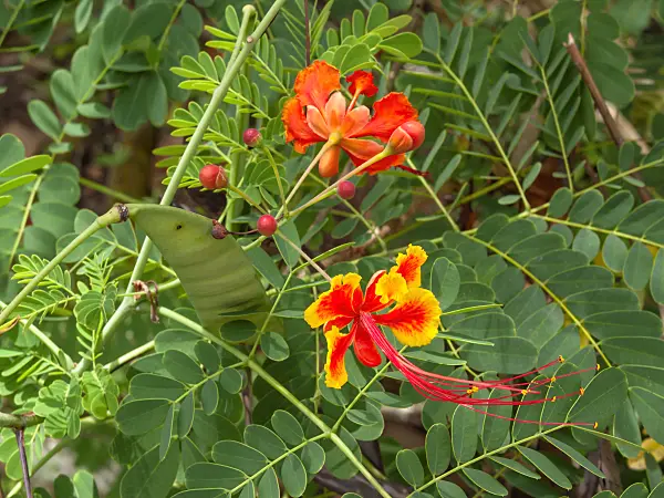 411230 - Pride of Barbados (Caesalpinia pulcherrima)