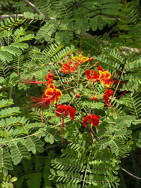 434231 - Pride of Barbados (Caesalpinia pulcherrima)