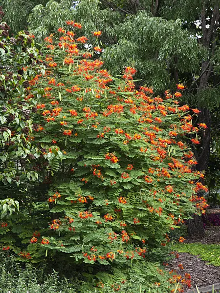 455063 - Pride of Barbados (Caesalpinia pulcherrima)