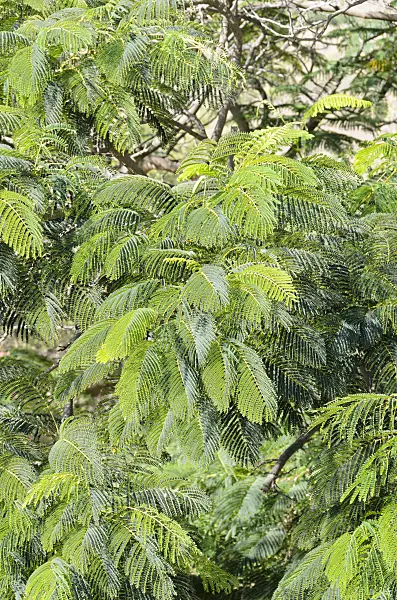 564074 - Pride of Barbados (Caesalpinia pulcherrima)