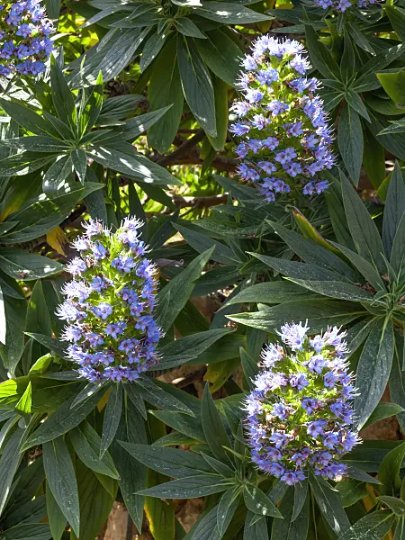 424021 - Pride of Madeira (Echium candicans)