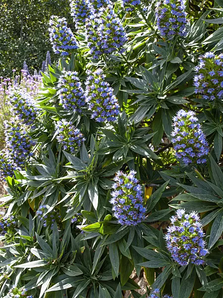 424022 - Pride of Madeira (Echium candicans)